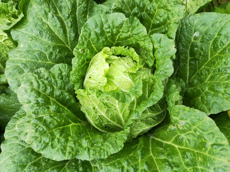 白菜四川高山大白菜大量上市质量保证一条龙服务