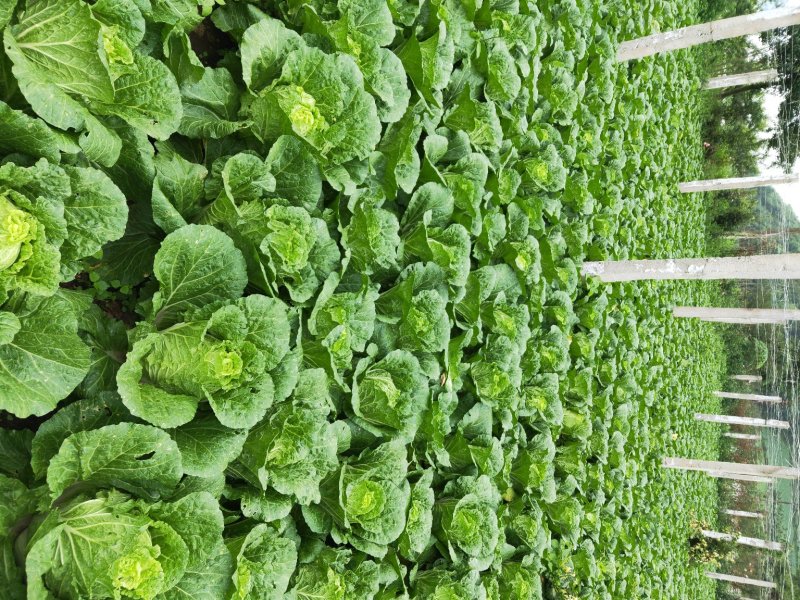 白菜四川高山大白菜大量上市质量保证一条龙服务
