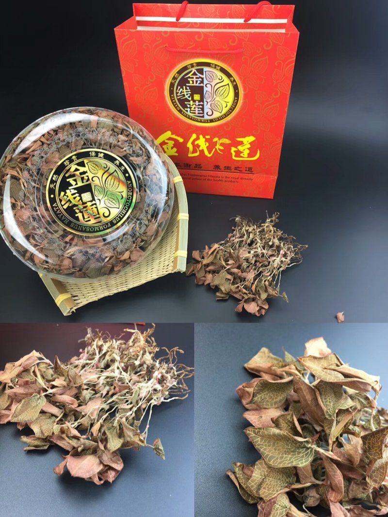 精品金线莲货源充足量大从优质量保证欢迎咨询