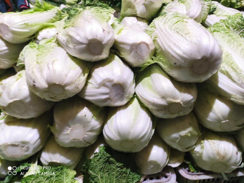 【白菜】黄心大白菜净菜3-5斤一手货源发往各大市场