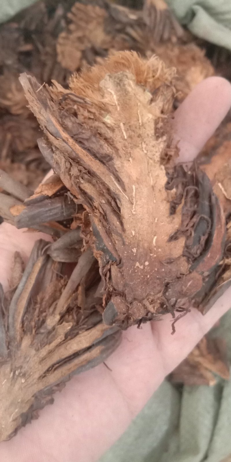 贯众绵马贯众东北贯众各种中药材