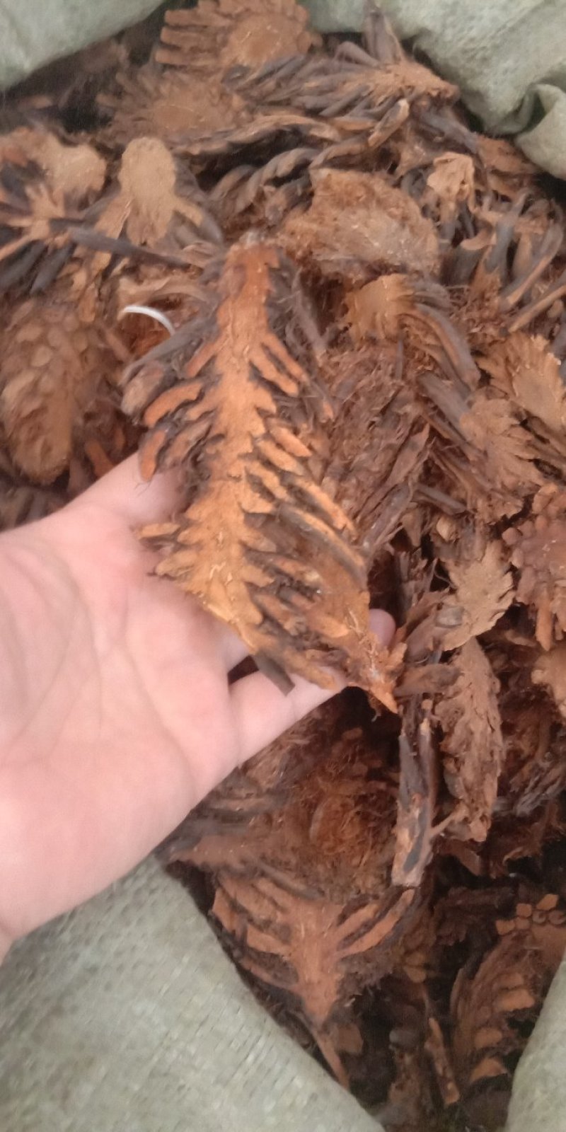 贯众绵马贯众东北贯众各种中药材
