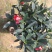 茶花四季红山茶四季杜鹃茶基地直销