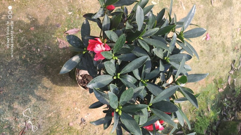 茶花四季红山茶四季杜鹃茶基地直销