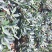 茶花四季红山茶四季杜鹃茶基地直销