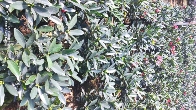 茶花四季红山茶四季杜鹃茶基地直销