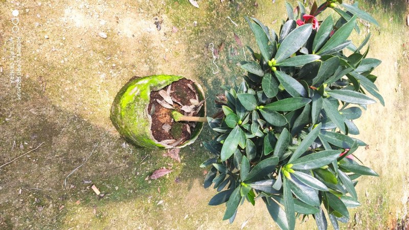 茶花四季红山茶四季杜鹃茶基地直销