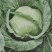 包菜