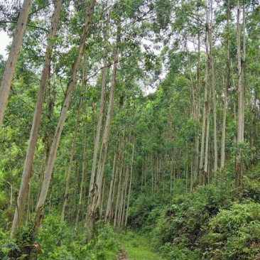 桉树
