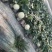 玉姑甜瓜红玉小蜜羊角蜜