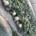 玉姑甜瓜红玉小蜜羊角蜜