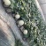 玉姑甜瓜红玉小蜜羊角蜜