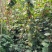 灯笼花批量出售，杯苗灯笼花，株高1.5-2米，量大从优！