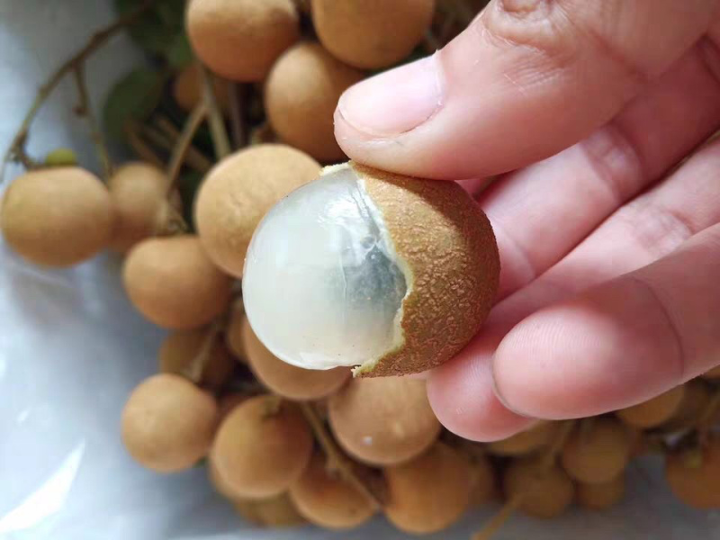 海南龙眼石峡储粮新鲜水果现摘现发非泰国龙眼