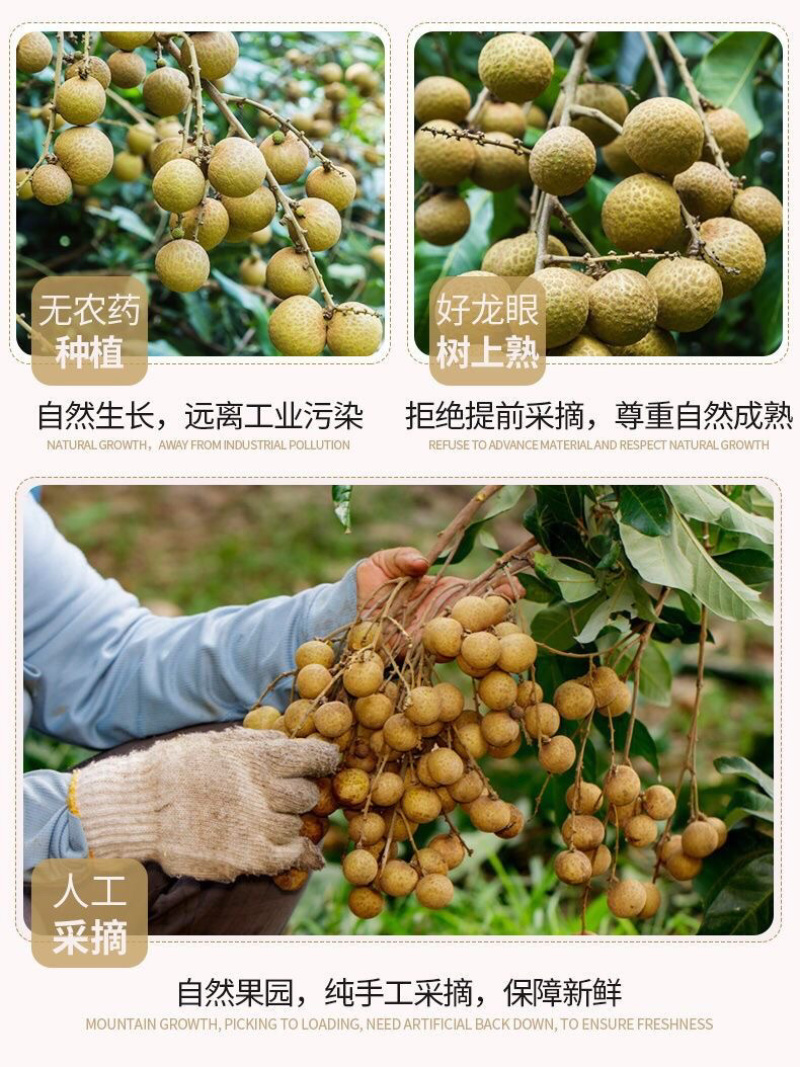 海南龙眼石峡储粮新鲜水果现摘现发非泰国龙眼