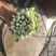 毛芹，