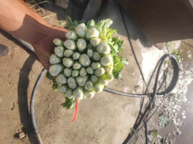 毛芹，