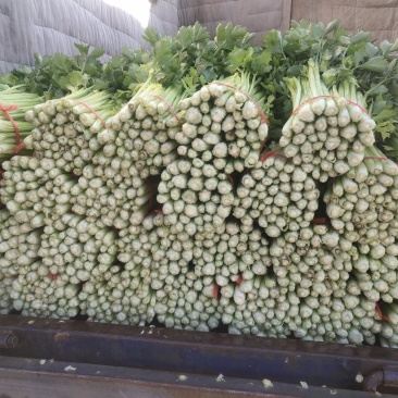 毛芹，