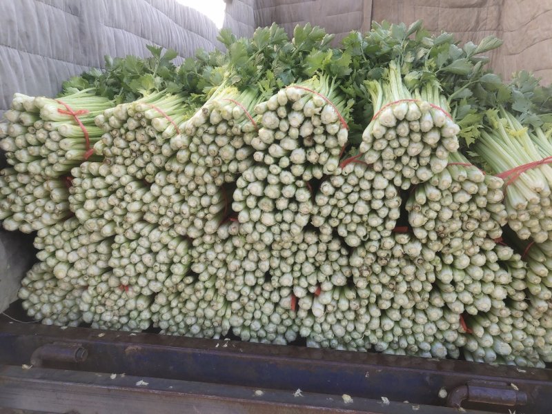 毛芹，