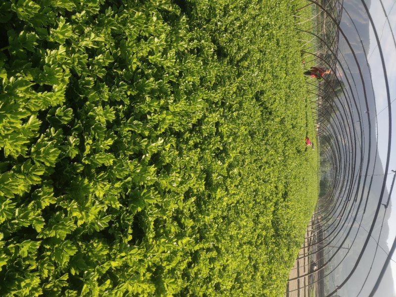 毛芹，