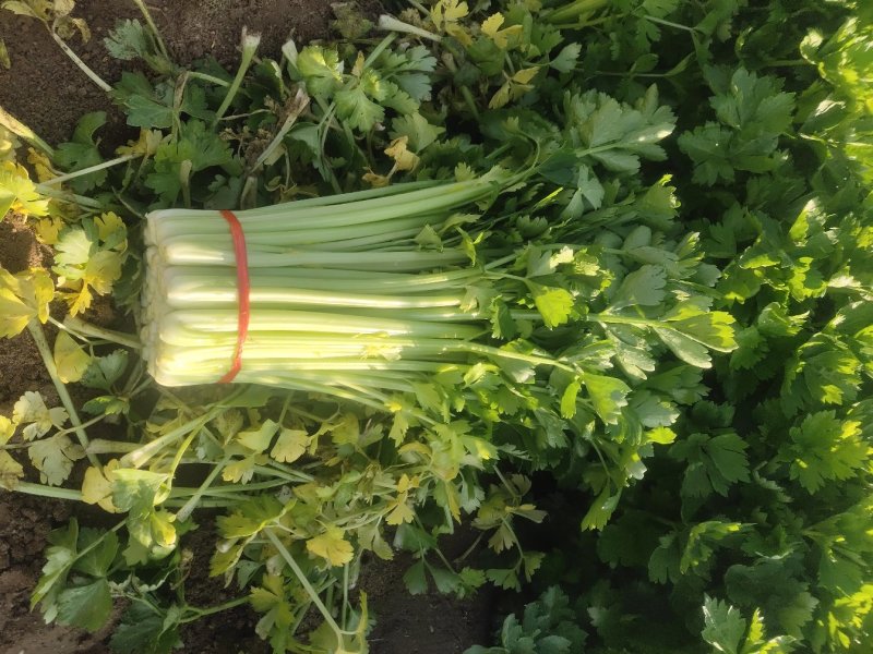毛芹，