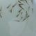【热销】孵化场直发青鱼苗青鱼水花螺丝青鱼苗欢迎来电下单