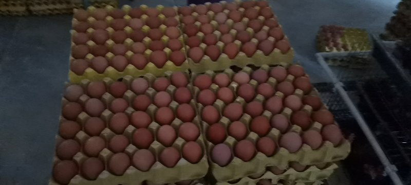 富平自家蛋鸡养殖厂直供无中间商新鲜健康绿食品（