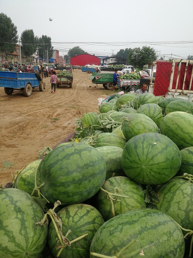 《推荐》河南西瓜开封万亩龙卷风西瓜大量上市货原充足