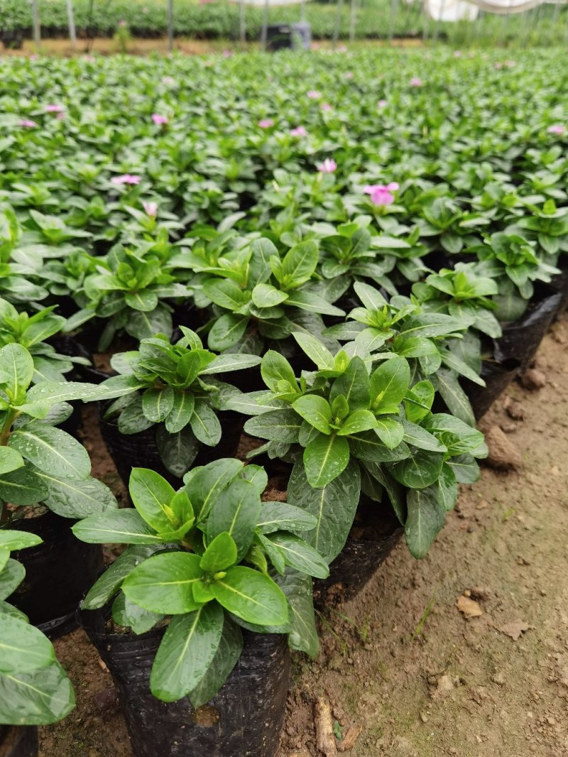 长春花赖高温花期长好管理