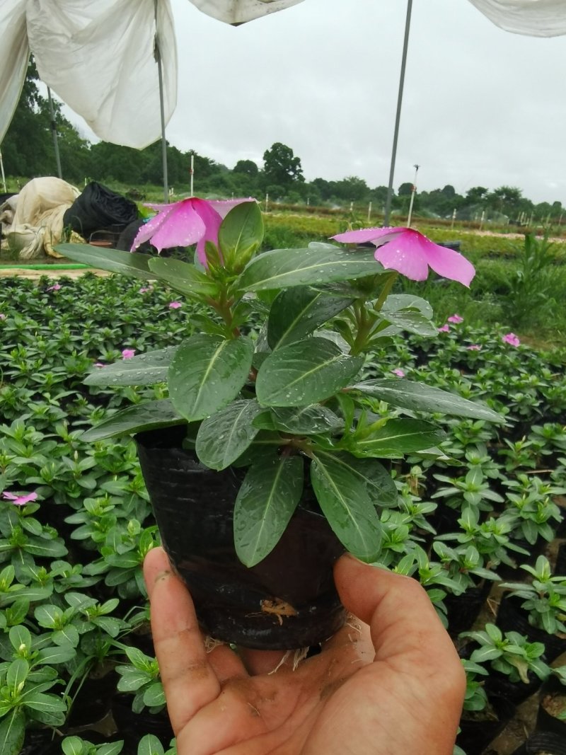 长春花赖高温花期长好管理