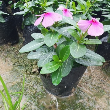 长春花赖高温花期长好管理