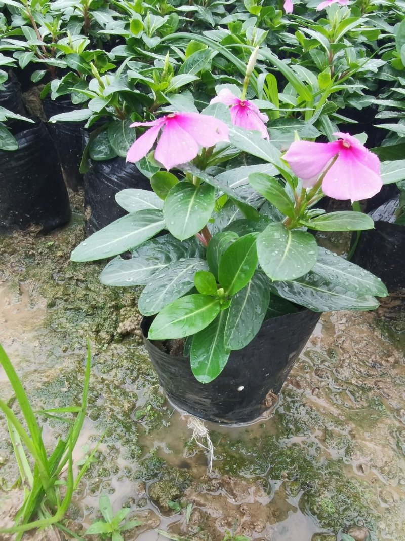 长春花赖高温花期长好管理
