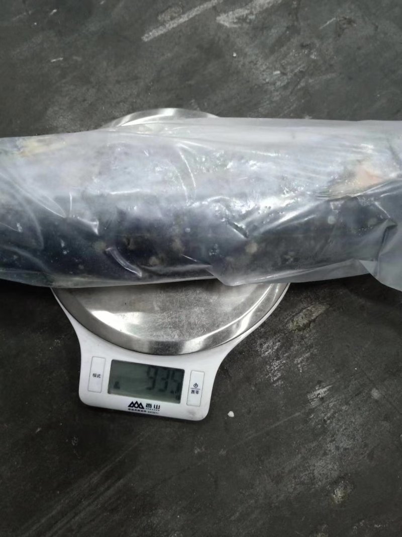 全规格精品单冻鲅鱼2020年新货