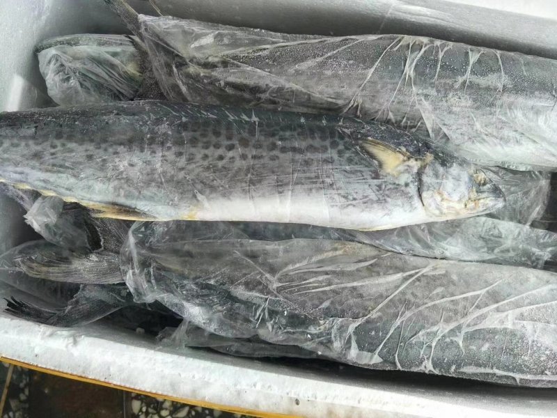 全规格精品单冻鲅鱼2020年新货