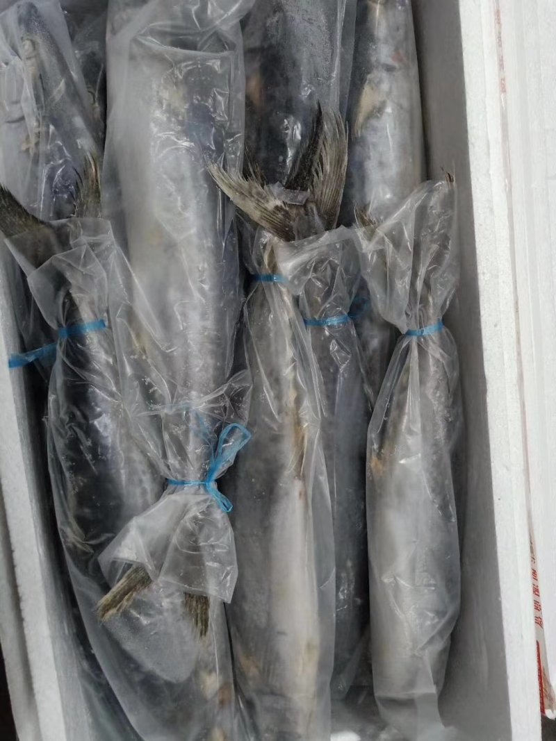 全规格精品单冻鲅鱼2020年新货