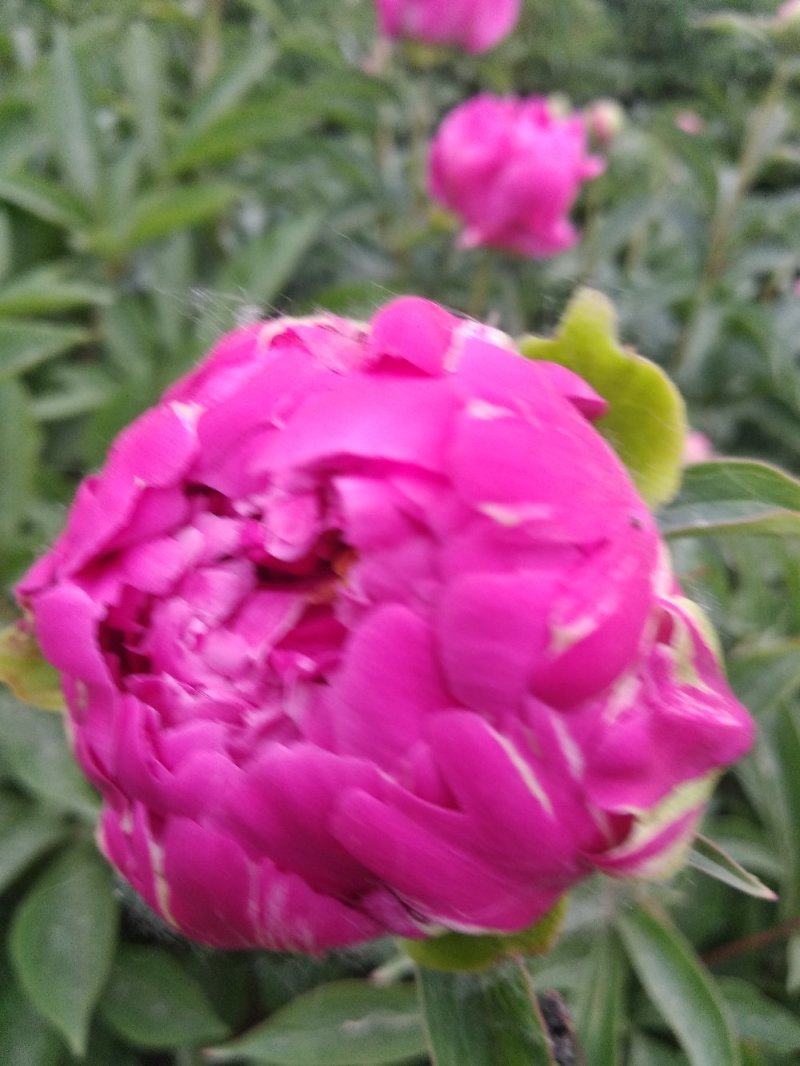 多层品种芍药成品苗
