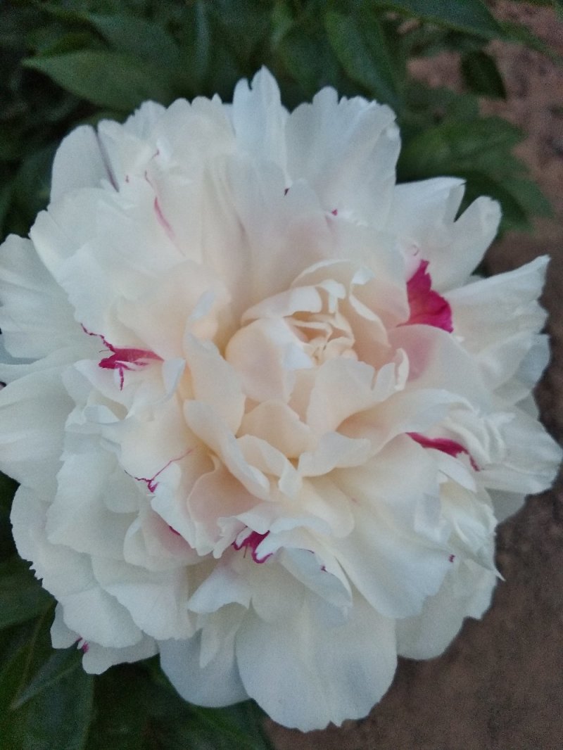 多层品种芍药成品苗