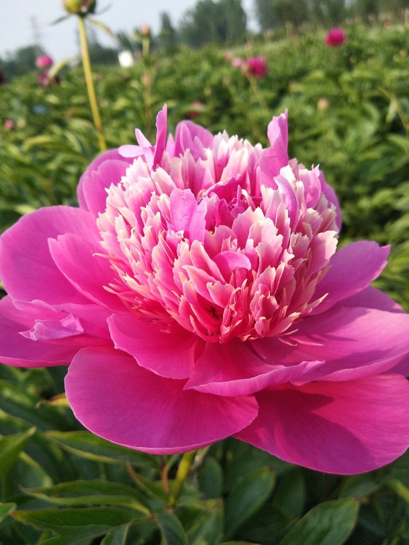 多层品种芍药成品苗