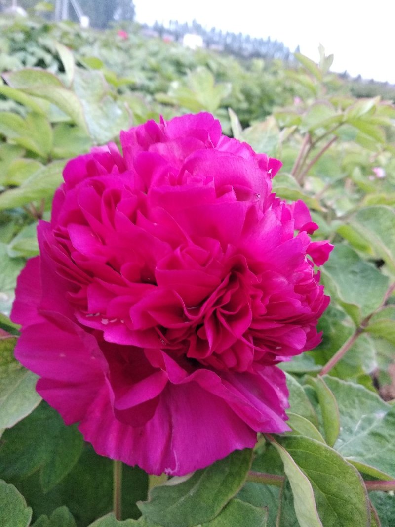 多层品种芍药成品苗