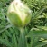 多层品种芍药成品苗