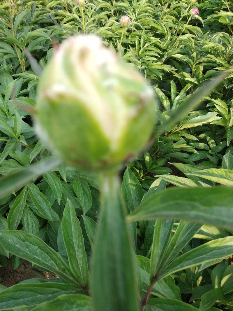 多层品种芍药成品苗