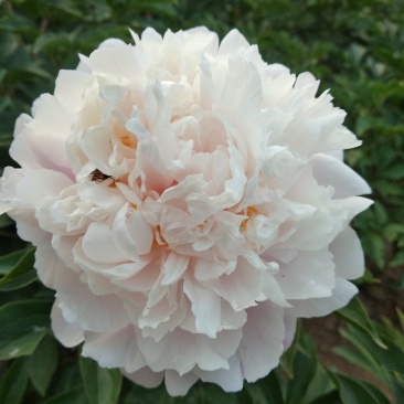 多层品种芍药成品苗