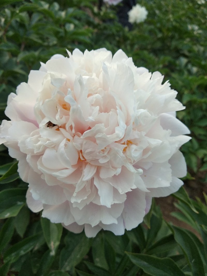 多层品种芍药成品苗