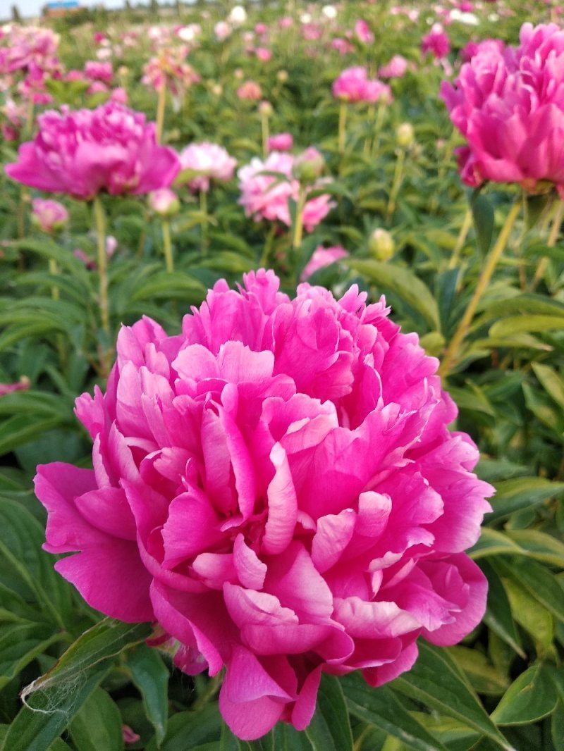 多层品种芍药成品苗