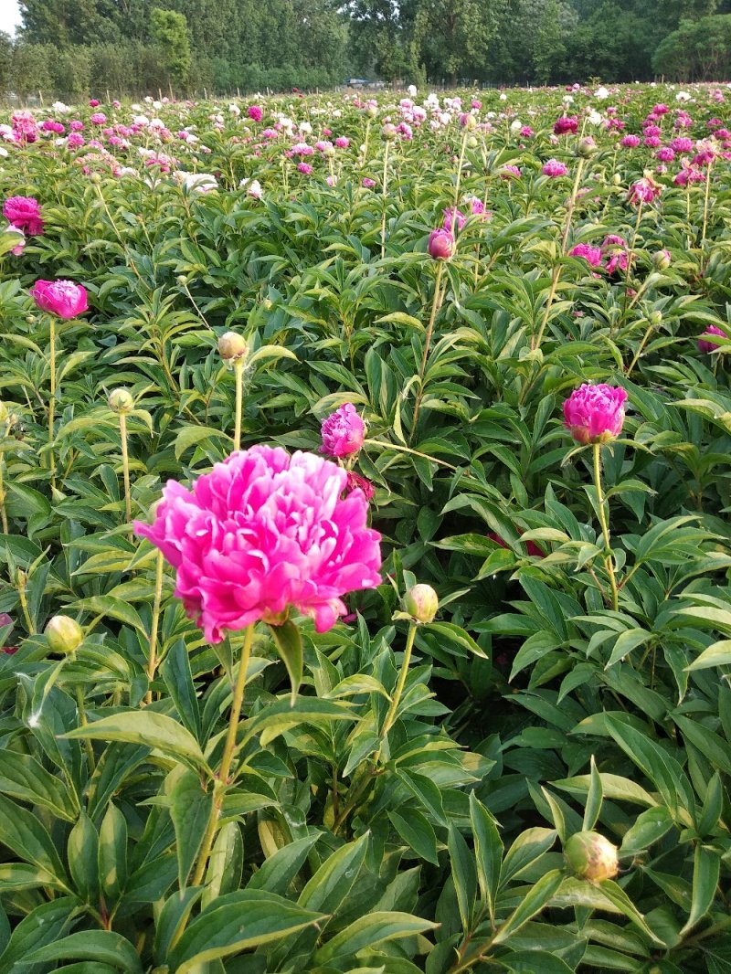 多层品种芍药成品苗