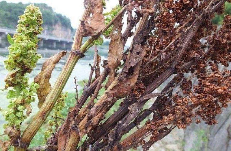 大别山野生土大黄别名羊蹄根，保证品质，量大从优