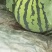 西瓜8428