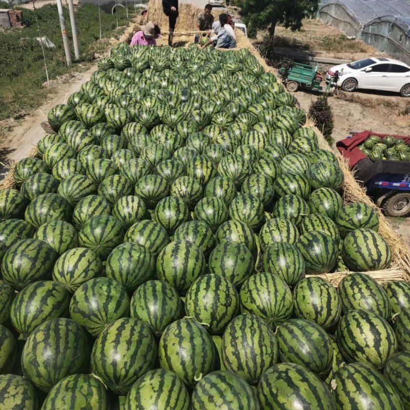 诚信代办辽宁新民西瓜代办