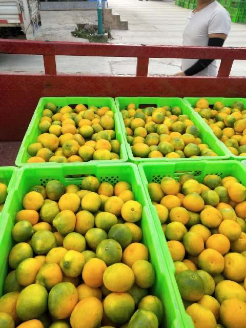 云南省高原精品温州密桔