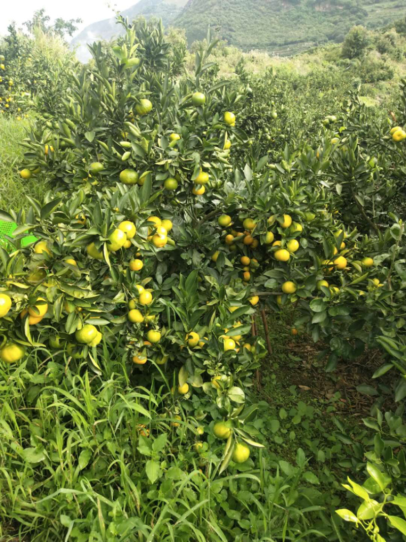 云南省高原精品温州密桔